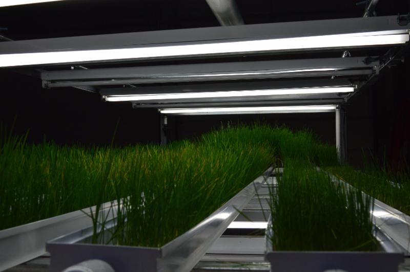 sweet grass from Flint aquaponics