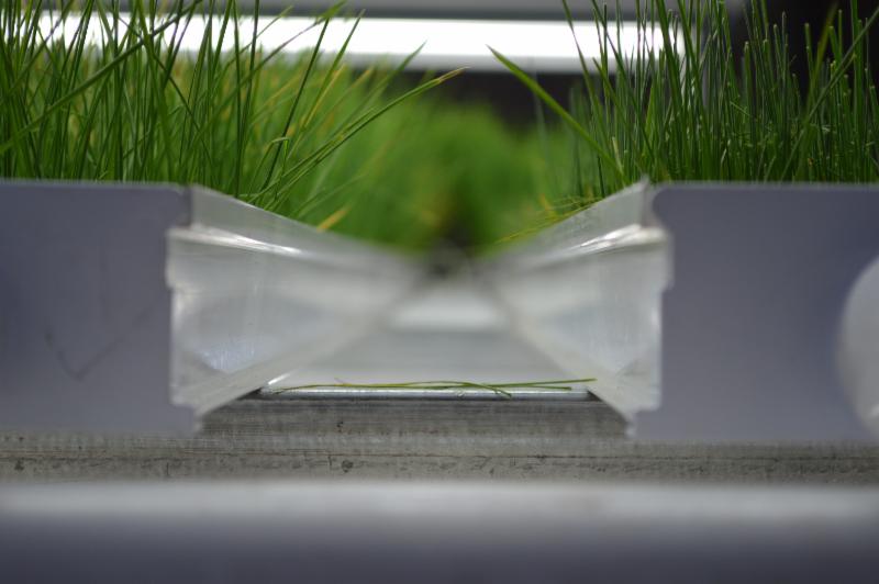 Close up of sweet grass from Flint aquaponics