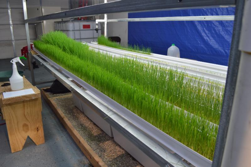 sweet grass from Flint aquaponics