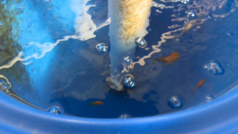 Photo of aquaponic tank with small fish